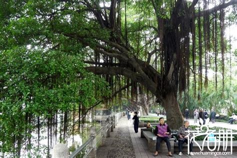 家裡可以種榕樹嗎|榕樹盆景種植方法很簡單！只需要掌握這幾個步驟！